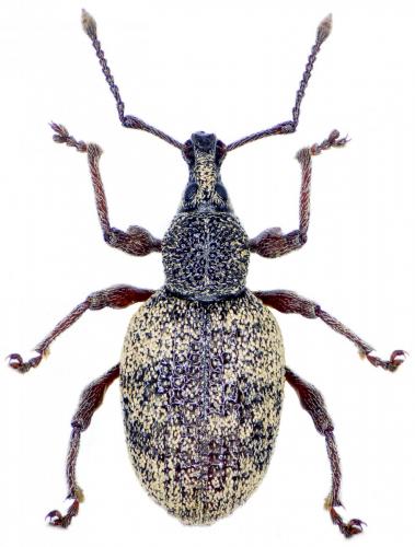 Otiorhynchus cancellatus